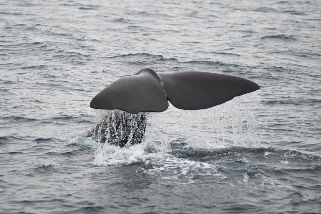 Apt 101 - Andenes Whale Safari Apartments المظهر الخارجي الصورة